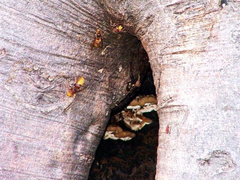 nido di calabroni: Vespa orientalis